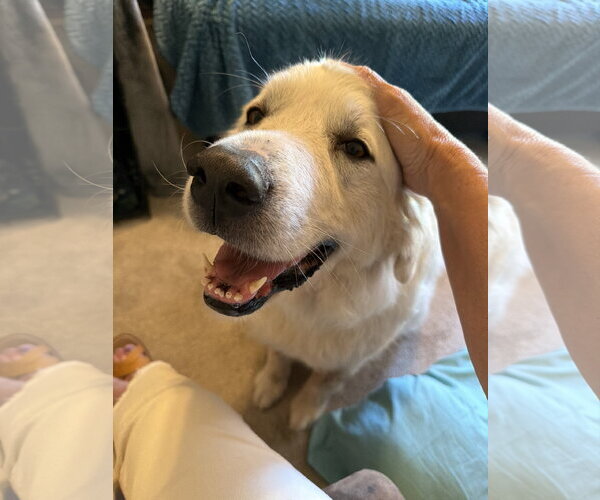 Medium Photo #1 Great Pyrenees Puppy For Sale in Dallas, TX, USA
