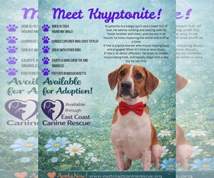 Mutt Dogs for adoption in pomfret, CT, USA