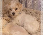 Small #4 Shih Tzu Mix