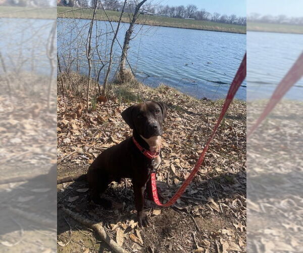 Medium Photo #6 American Pit Bull Terrier-Labrador Retriever Mix Puppy For Sale in Linton, IN, USA