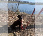 Small #5 American Pit Bull Terrier-Labrador Retriever Mix