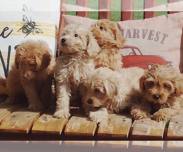 Medium Photo #1 Goldendoodle (Miniature) Puppy For Sale in HINCKLEY, MN, USA