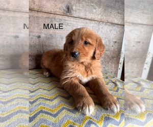 Golden Retriever Puppy for sale in VERMONTVILLE, MI, USA