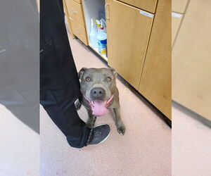 Staffordshire Bull Terrier Dogs for adoption in Ogden, UT, USA