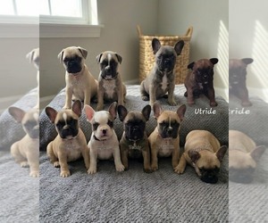 French Bulldog Litter for sale in EDISON, NJ, USA