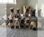 Small French Bulldog