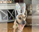 Small #2 American Pit Bull Terrier Mix