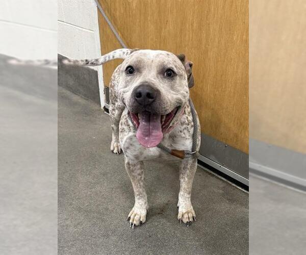 Medium Photo #1 German Shorthaired Pointer-Unknown Mix Puppy For Sale in Forestville, MD, USA