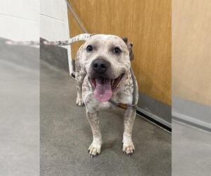 German Shorthaired Pointer-Unknown Mix Dogs for adoption in Forestville, MD, USA