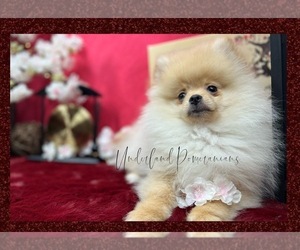 Pomeranian Puppy for sale in VICTORVILLE, CA, USA