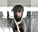 Small Photo #9 Labrador Retriever-Unknown Mix Puppy For Sale in phoenix, AZ, USA