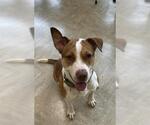 Small #1 American Pit Bull Terrier
