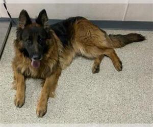 German Shepherd Dog-Unknown Mix Dogs for adoption in Visalia, CA, USA