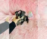Small #2 Yorkshire Terrier