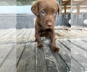 Labrador Retriever Puppy for sale in EXCELLO, MO, USA