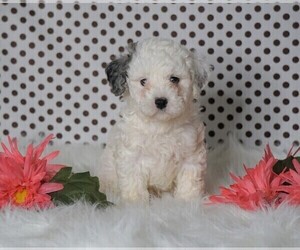 Poodle (Miniature) Puppy for sale in FREDERICKSBG, OH, USA