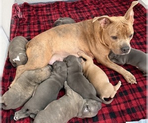 Mother of the American Bully puppies born on 11/26/2025