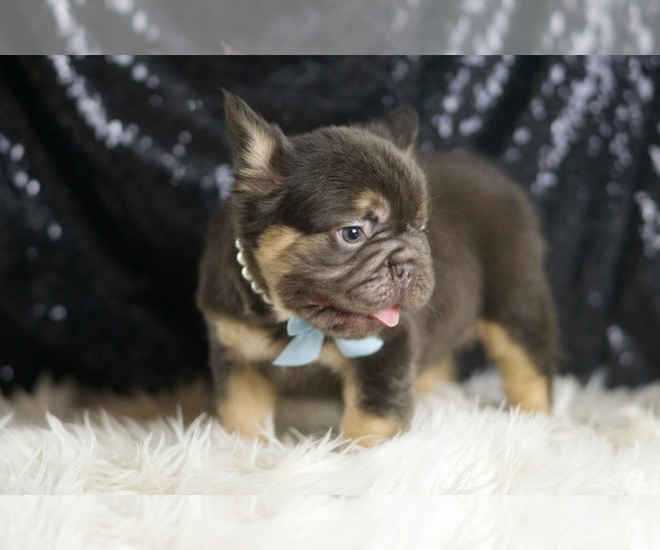 Medium Photo #4 French Bulldog Puppy For Sale in WARSAW, IN, USA
