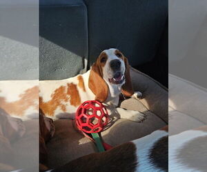 Basset Hound Puppy for sale in MARION, IN, USA