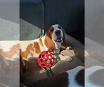 Eleanor Mabel - Female Basset Hound Puppy for Sale - Small photo