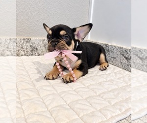 French Bulldog Puppy for sale in ALEDO, TX, USA