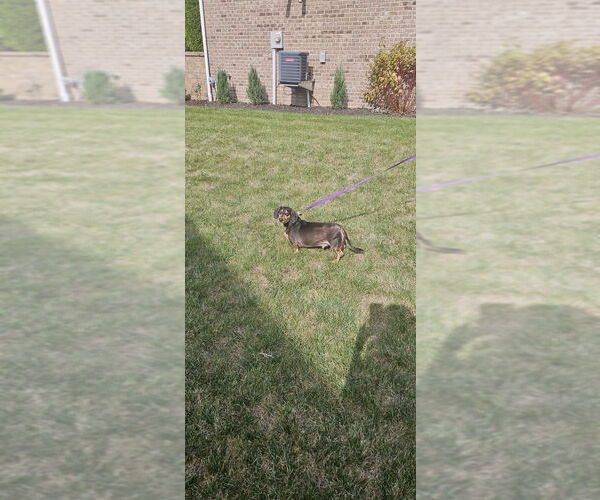 Medium Photo #6 Dachshund-Unknown Mix Puppy For Sale in Springdale, PA, USA