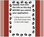 Small #3 American Pit Bull Terrier Mix