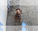 Small Photo #1 Doberman Pinscher Puppy For Sale in HIGHLAND, CA, USA