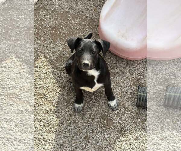 Medium Photo #2 Boxer-Unknown Mix Puppy For Sale in MIDWAY, UT, USA
