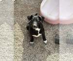 Small #1 Boxer Mix
