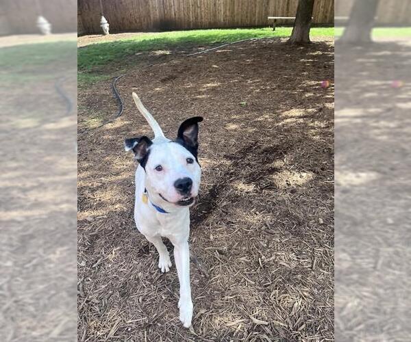 Medium Photo #3 Mutt Puppy For Sale in Plano, TX, USA