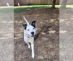 Small Photo #3 Mutt Puppy For Sale in Plano, TX, USA