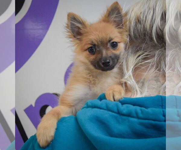 Medium Photo #5 Pomeranian-Unknown Mix Puppy For Sale in Huntley, IL, USA
