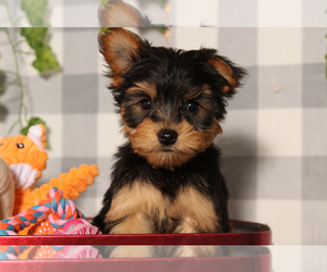 Yorkshire Terrier Puppy for sale in MARIETTA, GA, USA
