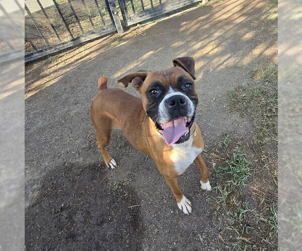 Medium Photo #1 Boxer Puppy For Sale in Riverside, CA, USA