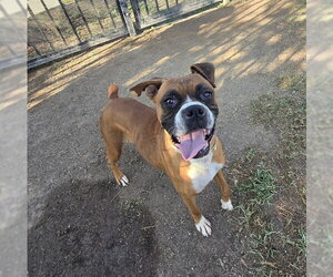 Boxer Dogs for adoption in Riverside, CA, USA