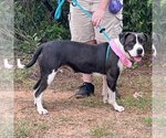Small #2 Boxer-Pointer Mix