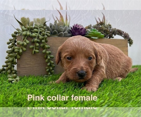 Medium Photo #9 Goldendoodle (Miniature) Puppy For Sale in BAKERSFIELD, CA, USA
