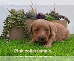 Small #8 Goldendoodle (Miniature)