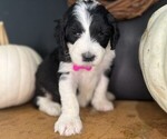 Small Photo #14 Sheepadoodle Puppy For Sale in HUNTINGTON BEACH, CA, USA
