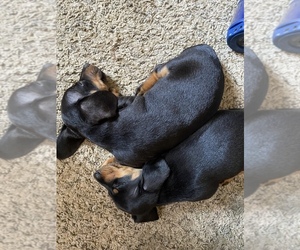 Dachshund-Dorkie Mix Puppy for sale in LORAIN, OH, USA