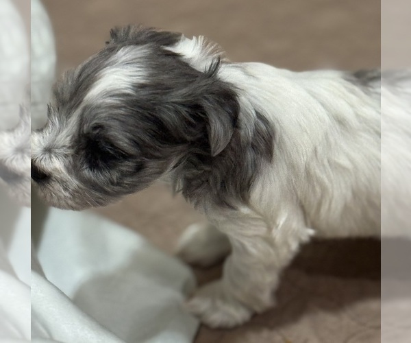 Medium Photo #5 Schnauzer (Miniature) Puppy For Sale in PFLUGERVILLE, TX, USA