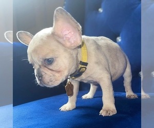 French Bulldog Puppy for sale in ATLANTA, GA, USA