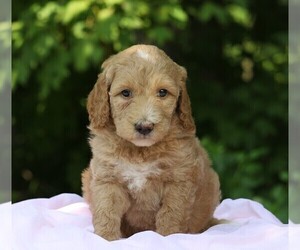 Poodle (Standard) Puppy for sale in FREDERICKSBG, OH, USA