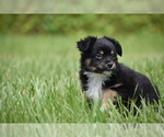 Small #4 Miniature Australian Shepherd