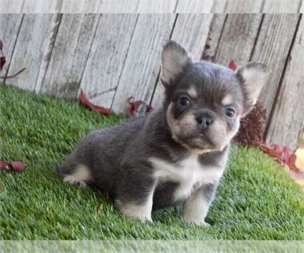 Medium Photo #7 French Bulldog Puppy For Sale in DACULA, GA, USA