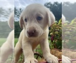 Small #4 Labrador Retriever