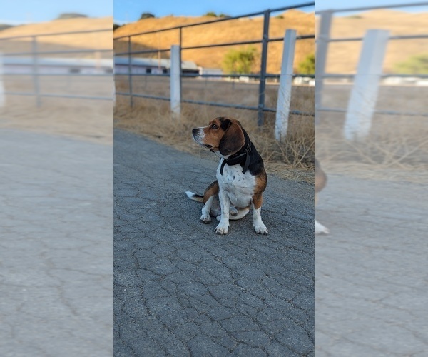 Medium Photo #1 Bea-Tzu Puppy For Sale in MOUNT HAMILTON, CA, USA
