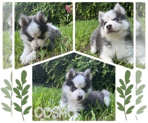 Pomsky Puppy for Sale in MIAMI, Florida USA