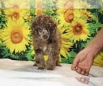 Maurice - Male Poodle (Toy) Puppy for Sale - Photo #12
